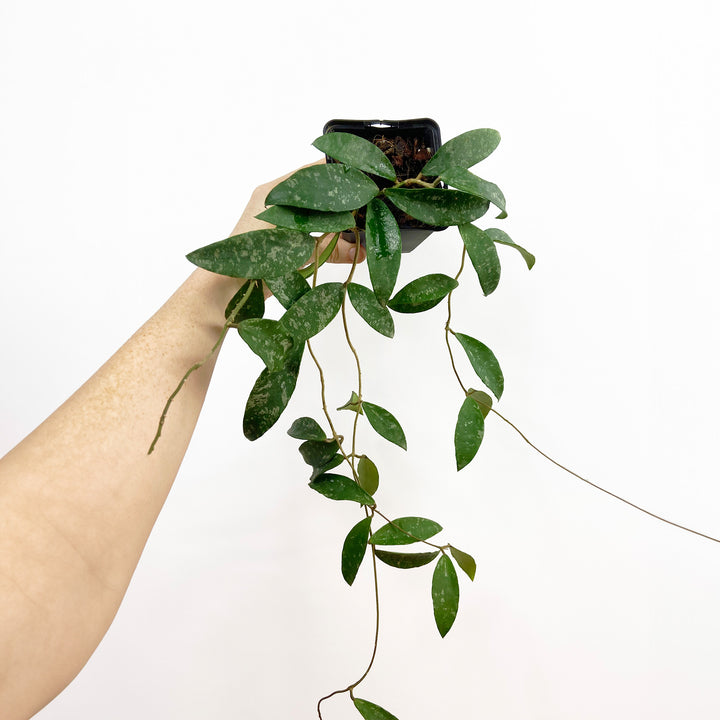 Hoya Phuwuaensis