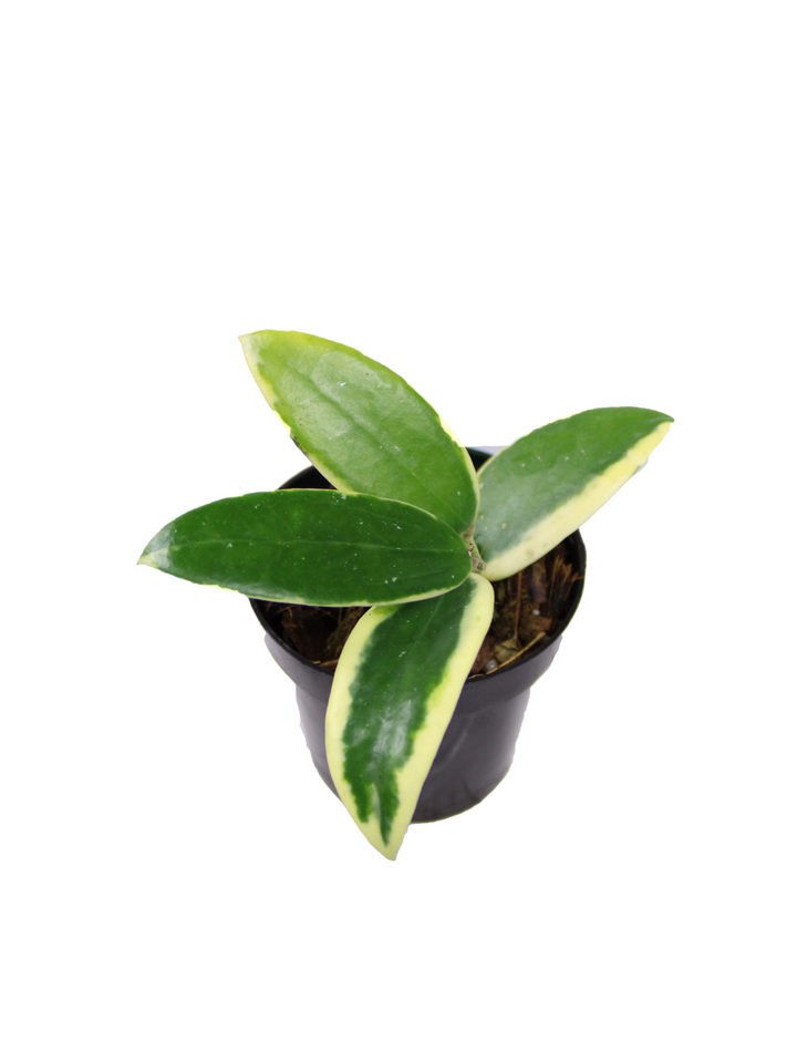 Hoya Acuta Albomarginata