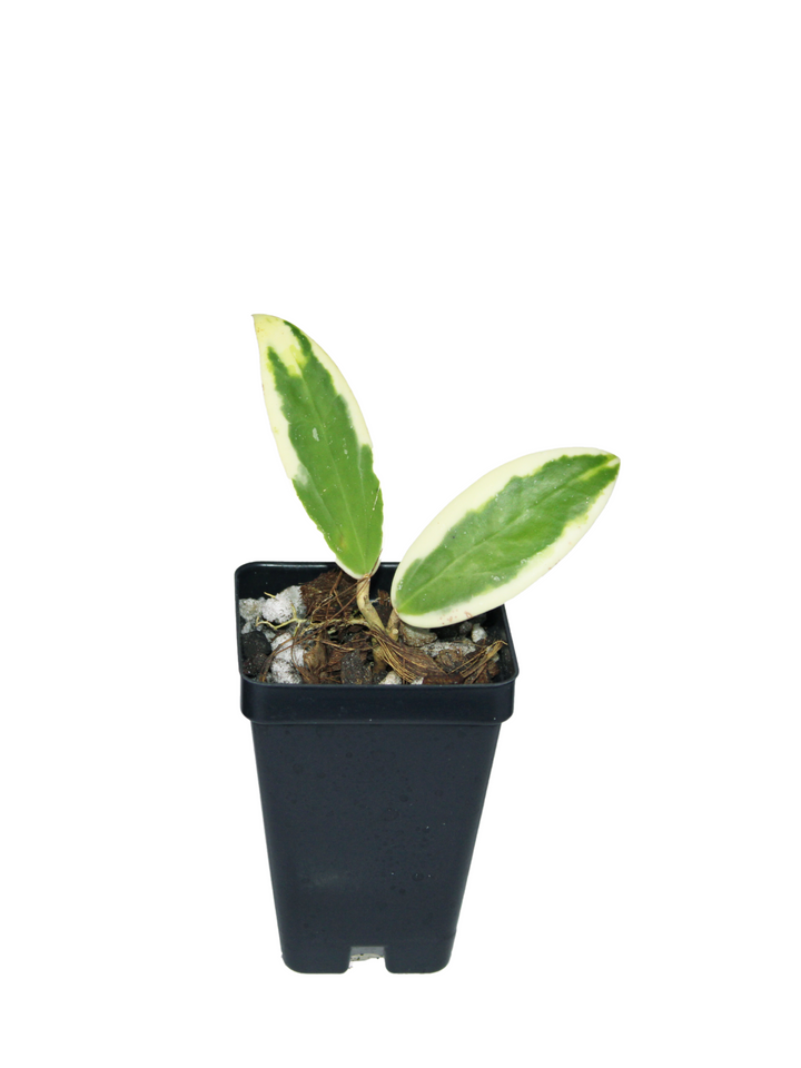 Hoya Acuta Albomarginata