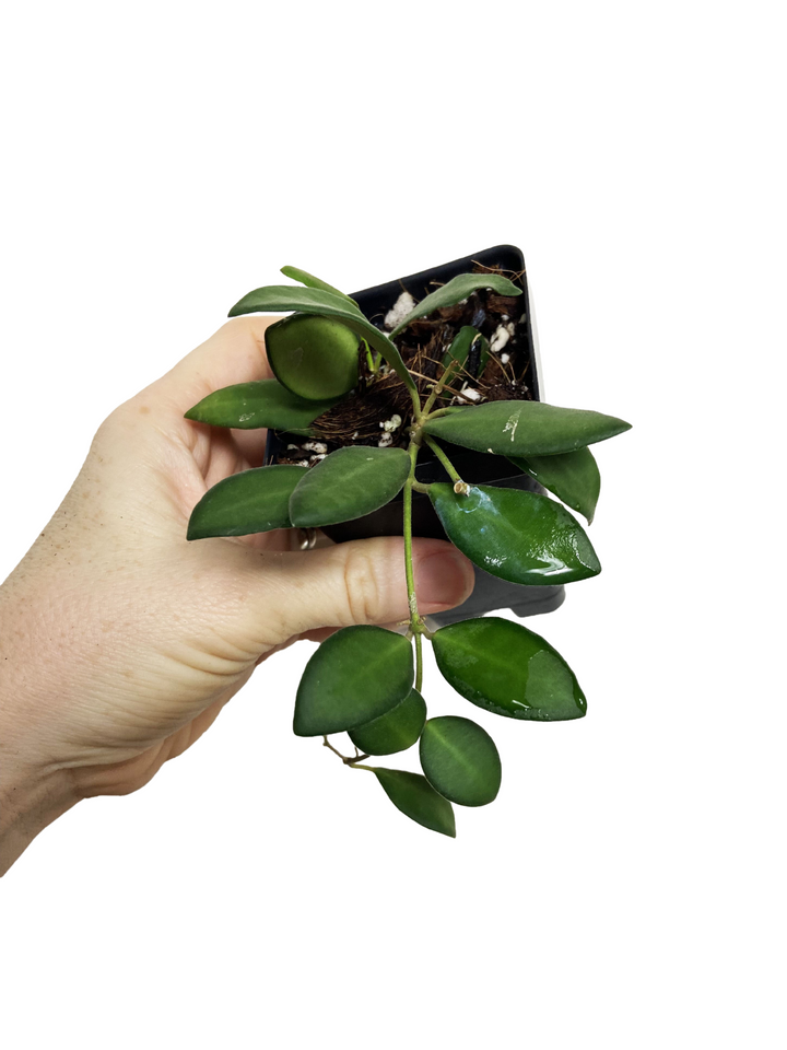 Hoya Burtoniae