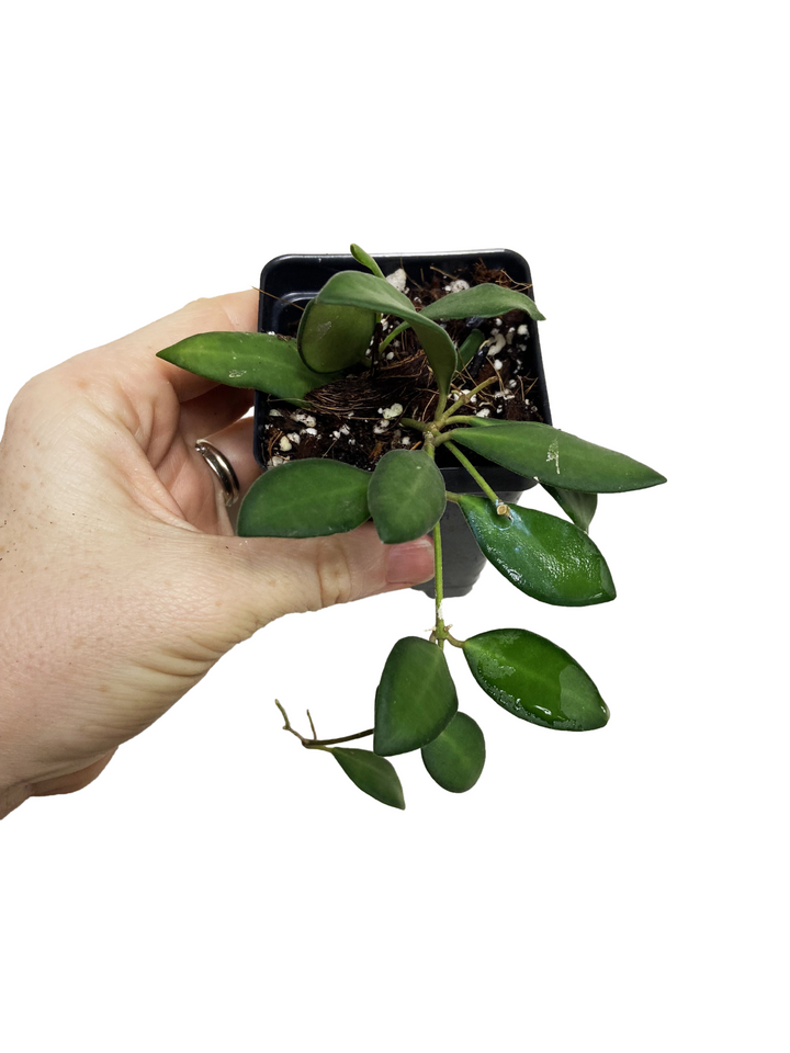 Hoya Burtoniae