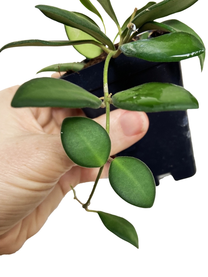 Hoya Burtoniae