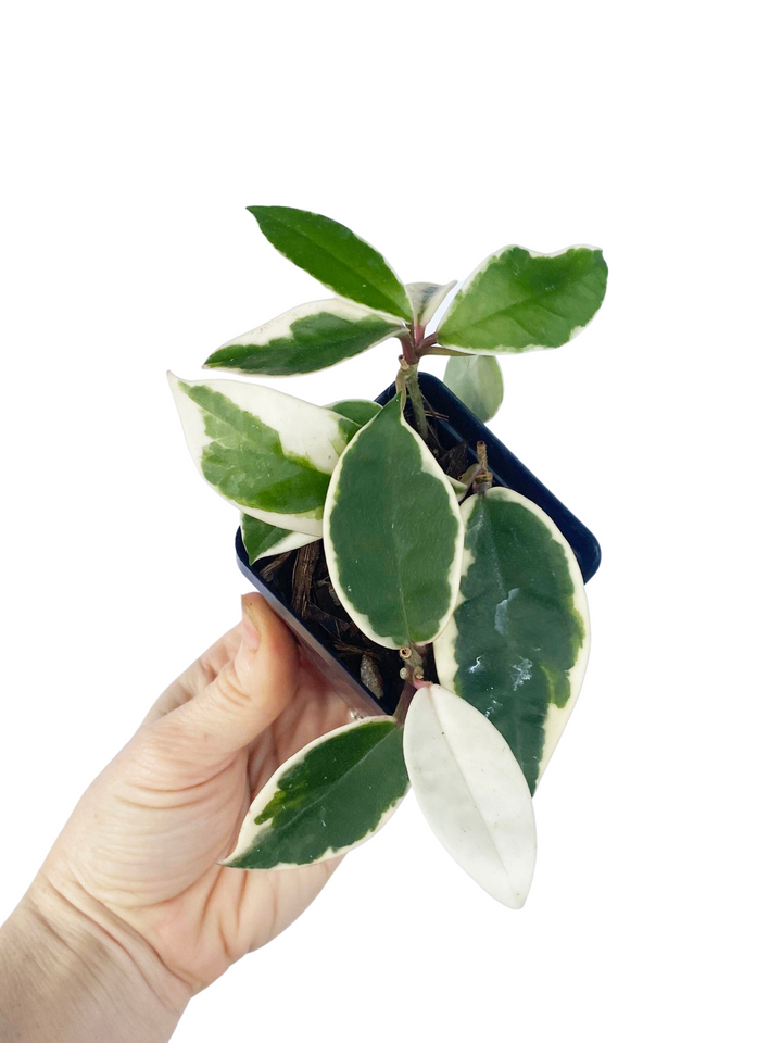 Hoya Carnosa Krimson Queen