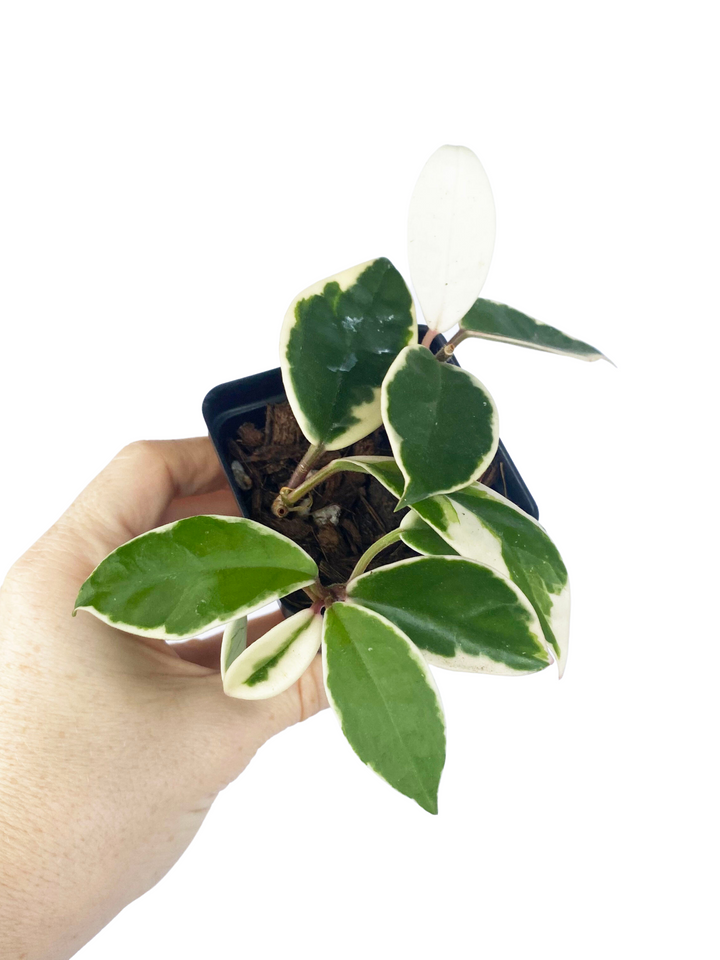 Hoya Carnosa Krimson Queen