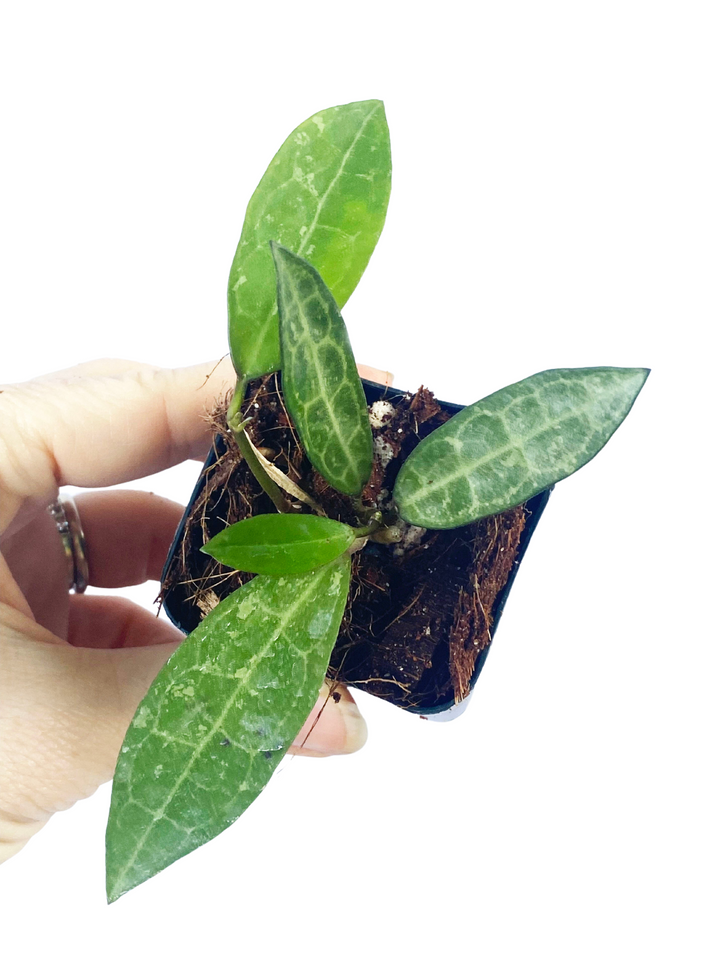 Hoya Elliptica