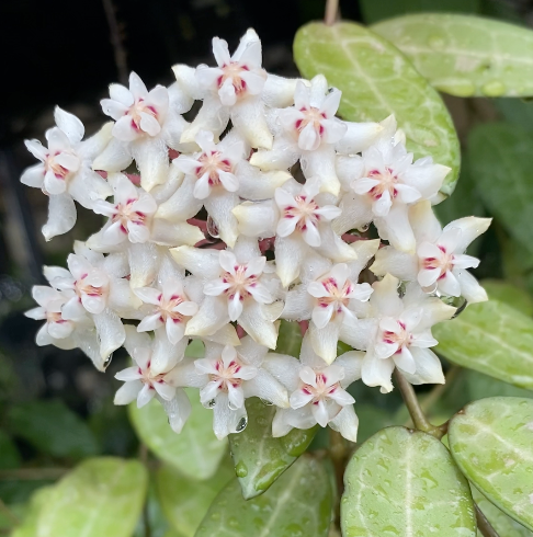 Hoya Elliptica