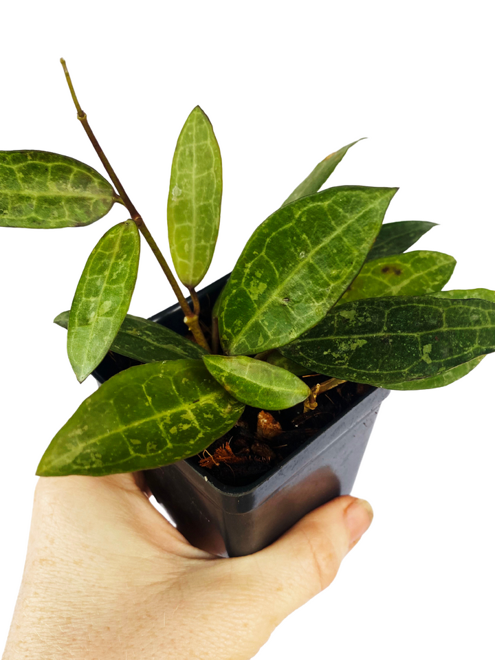 Hoya Elliptica