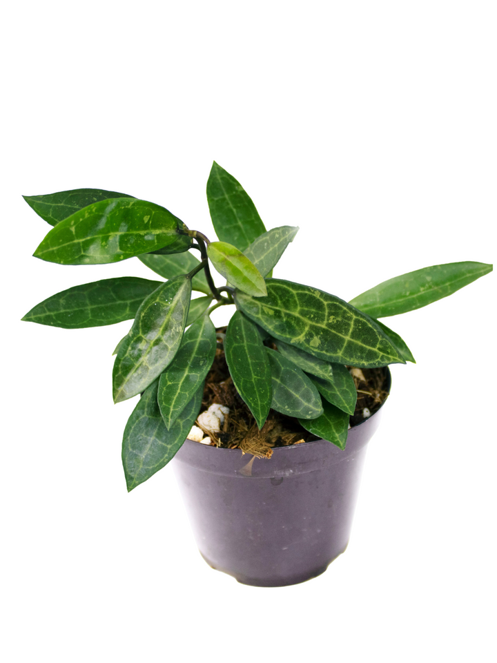 Hoya Elliptica