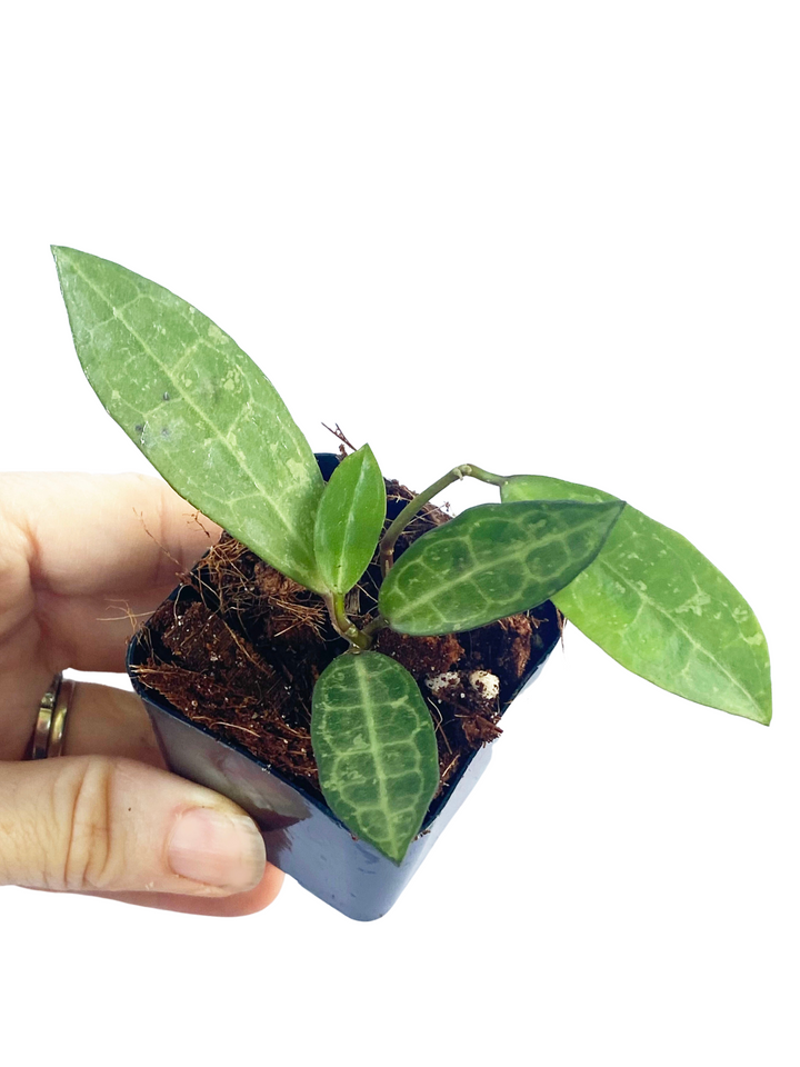 Hoya Elliptica