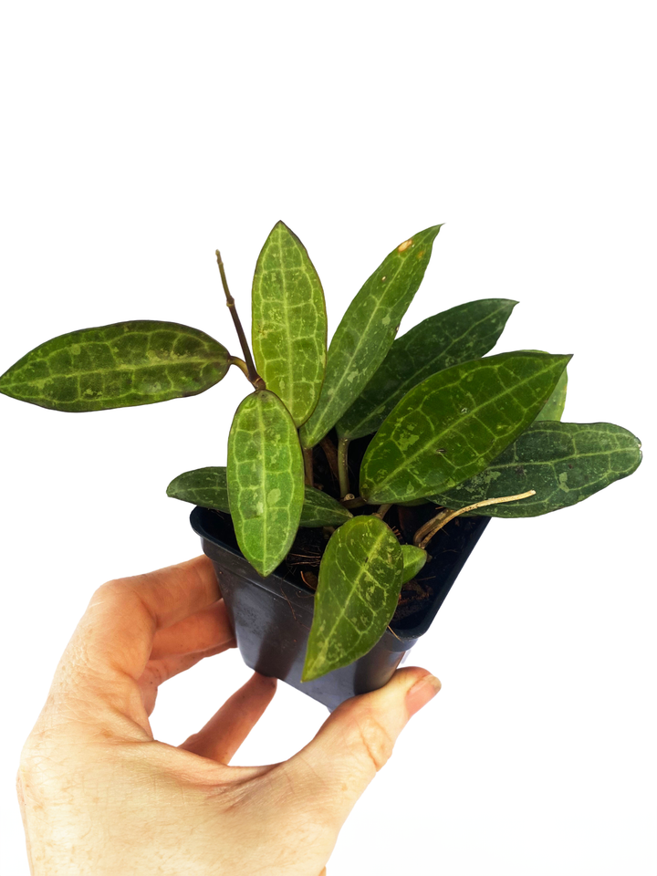 Hoya Elliptica