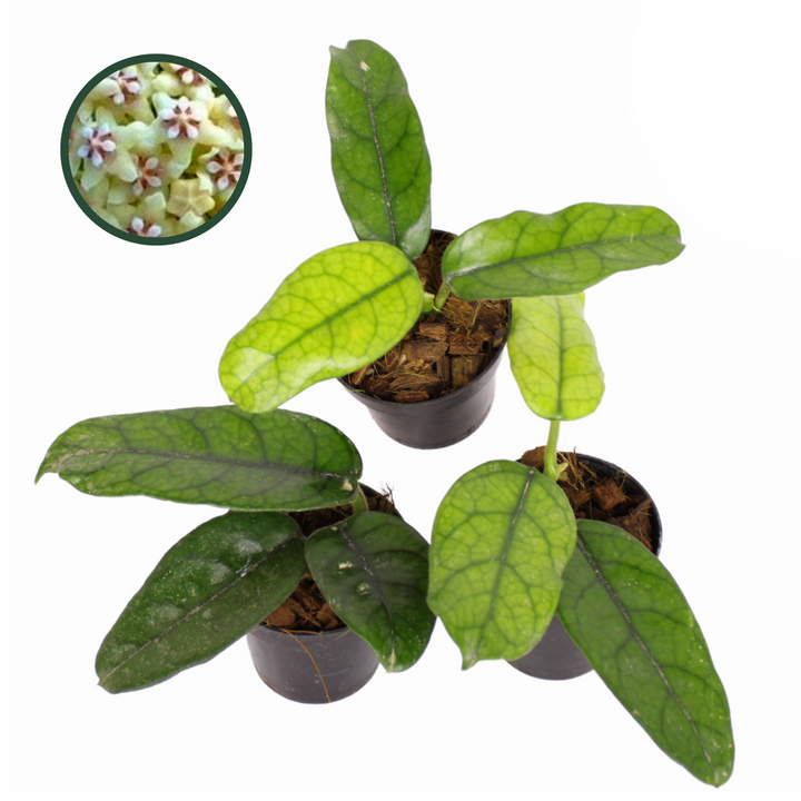 Hoya Globulosa