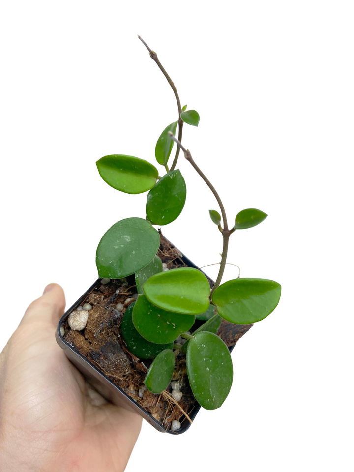 Hoya Mathilde