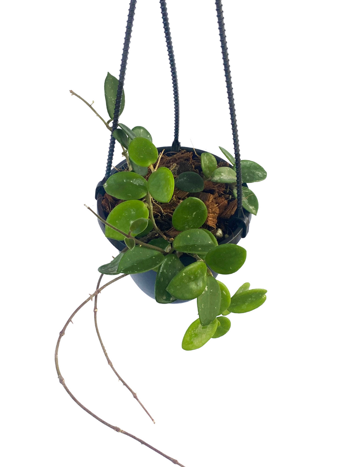 Hoya Mathilde