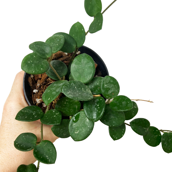 Hoya Mathilde