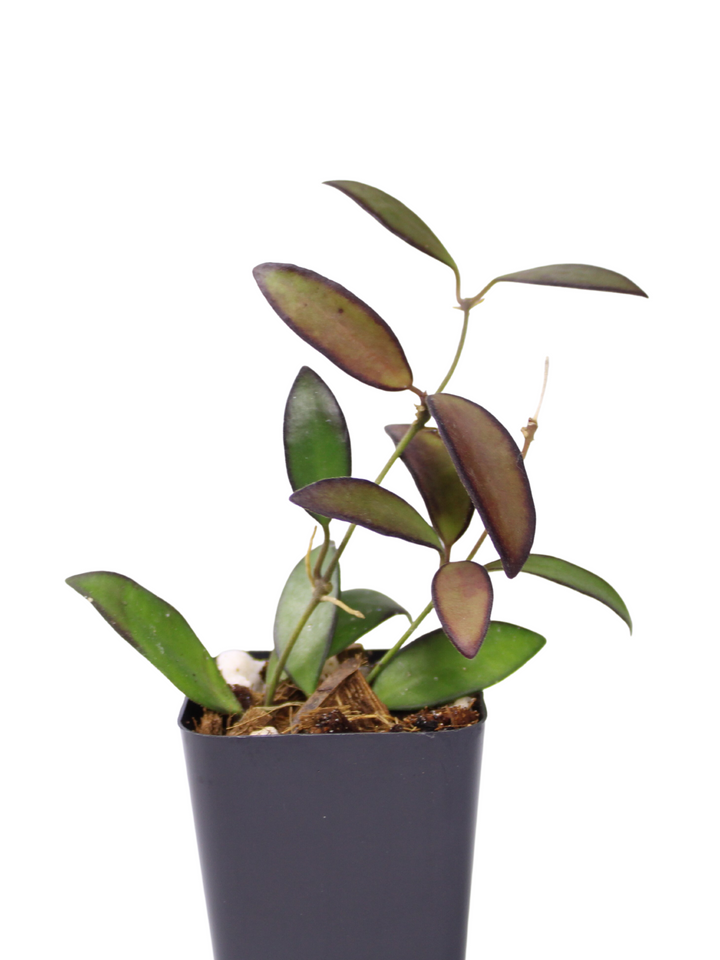 Hoya Rosita