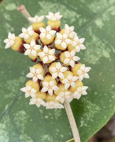 Hoya Finlaysonii Chicken Farm