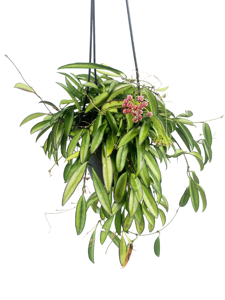 Hoya Wayetti