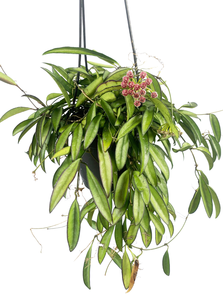 Hoya Wayetti