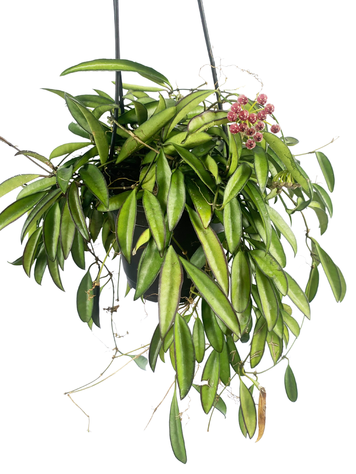 Hoya Wayetti