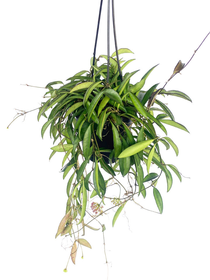 Hoya Wayetti