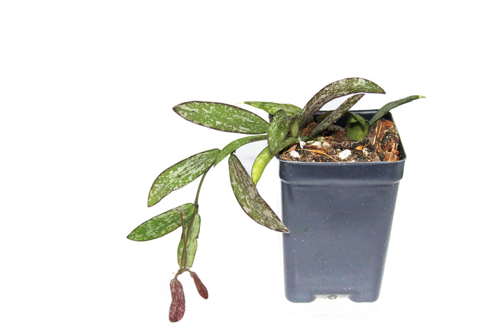 Hoya Sigillatis