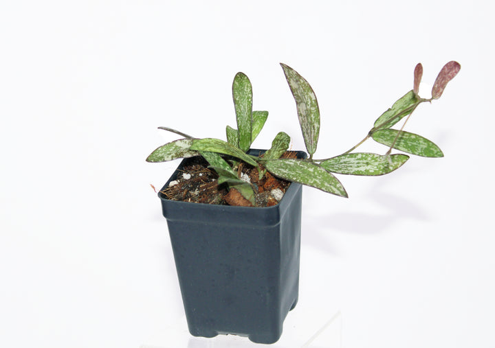 Hoya Sigillatis