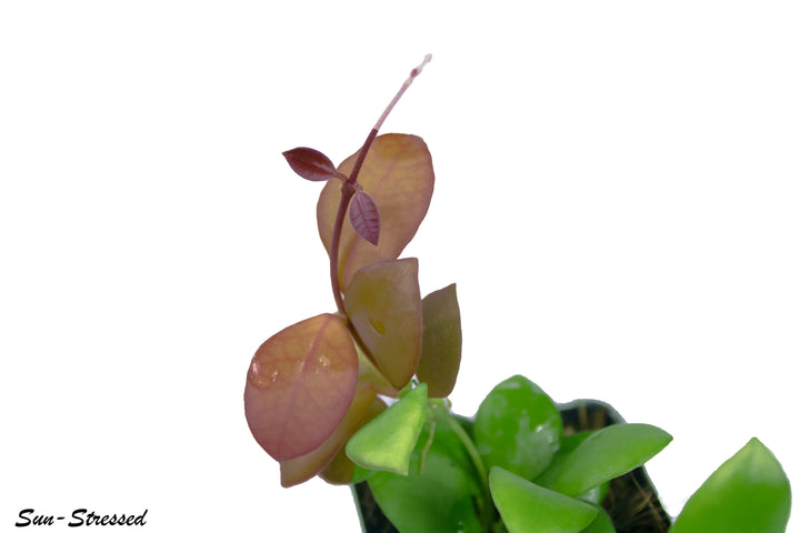 Hoya Heuschkeliana Pink