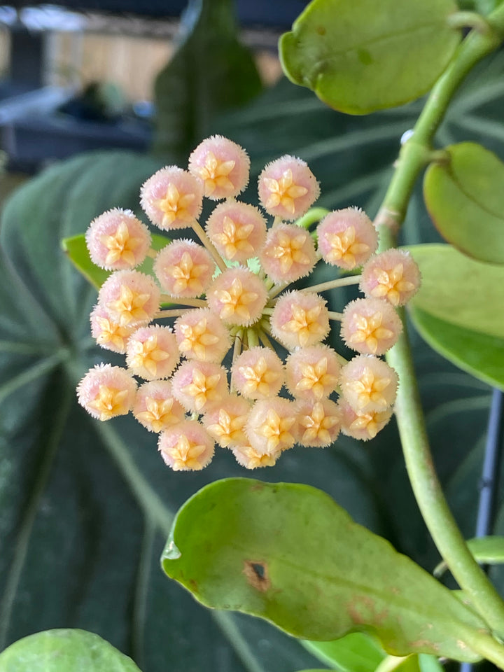 Hoya Obscura