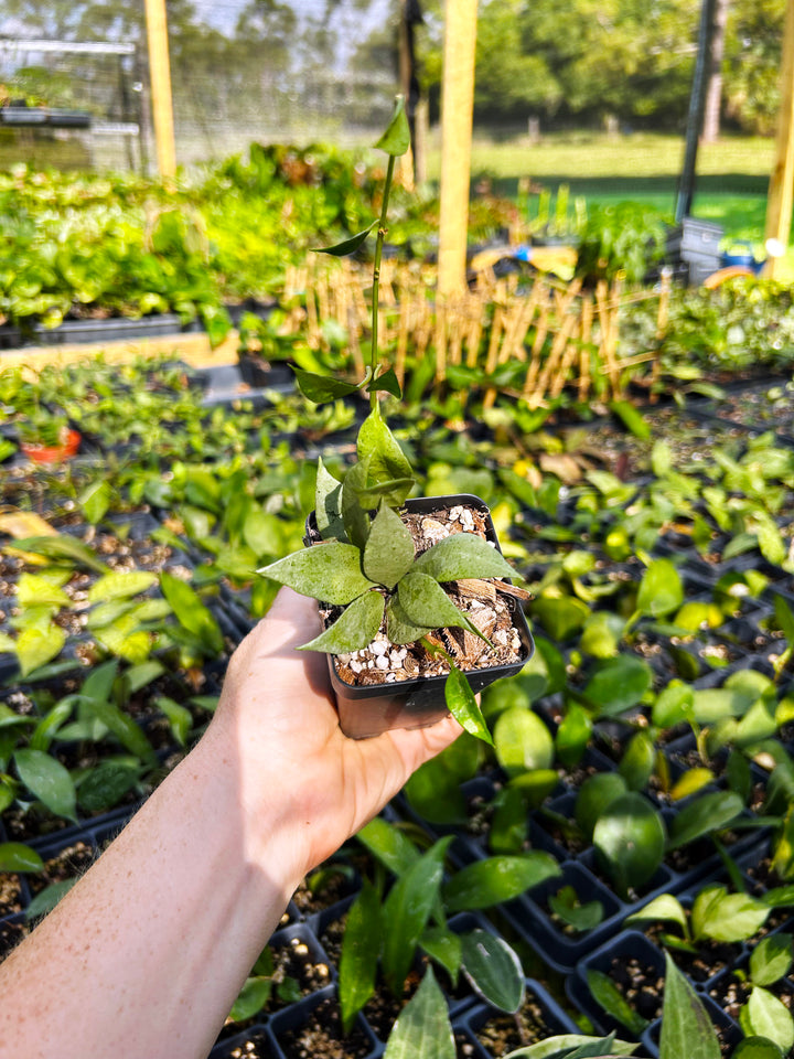 Hoya Lacunosa Silver Mint, Hoya Plant, Easy Care Plant, Pet Safe, Live Houseplant, Wax Plant, Exotic Tropical Plant