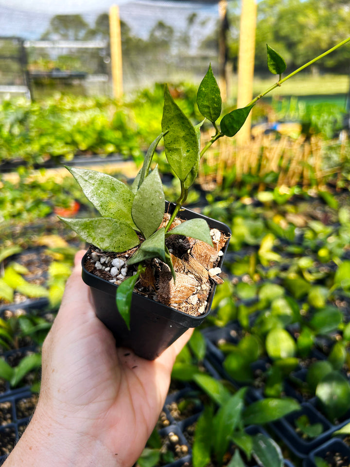Hoya Lacunosa Silver Mint, Hoya Plant, Easy Care Plant, Pet Safe, Live Houseplant, Wax Plant, Exotic Tropical Plant