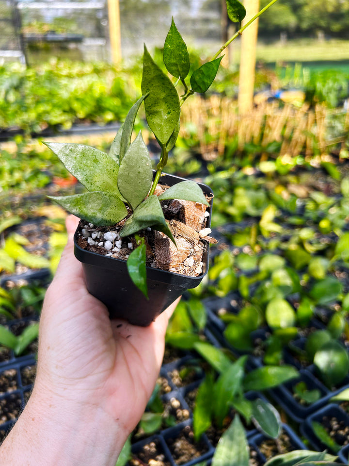 Hoya Lacunosa Silver Mint, Hoya Plant, Easy Care Plant, Pet Safe, Live Houseplant, Wax Plant, Exotic Tropical Plant