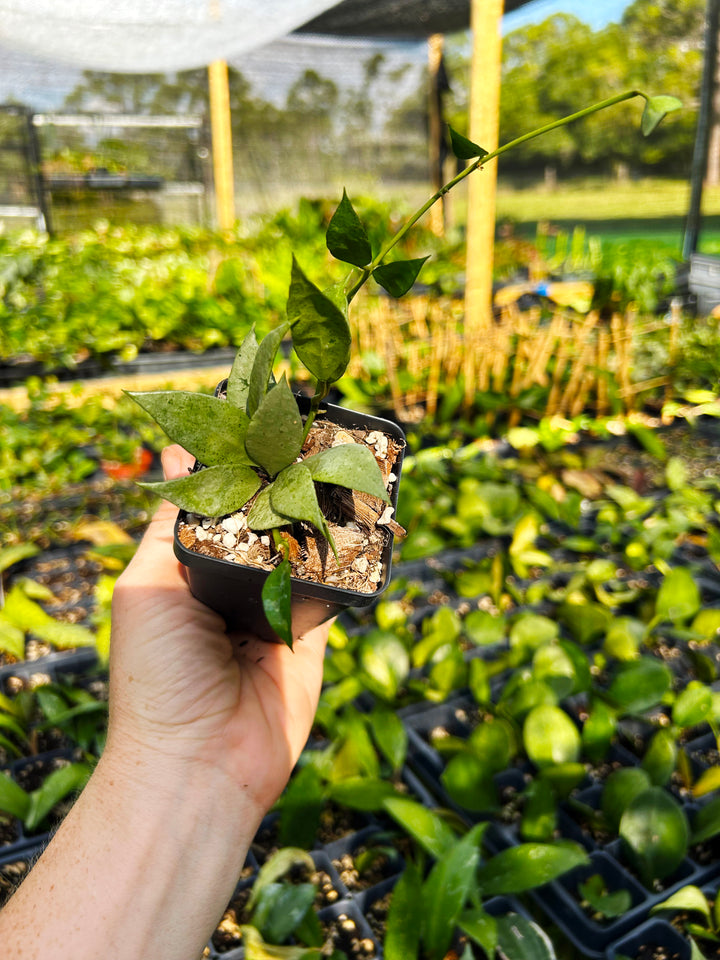 Hoya Lacunosa Silver Mint, Hoya Plant, Easy Care Plant, Pet Safe, Live Houseplant, Wax Plant, Exotic Tropical Plant