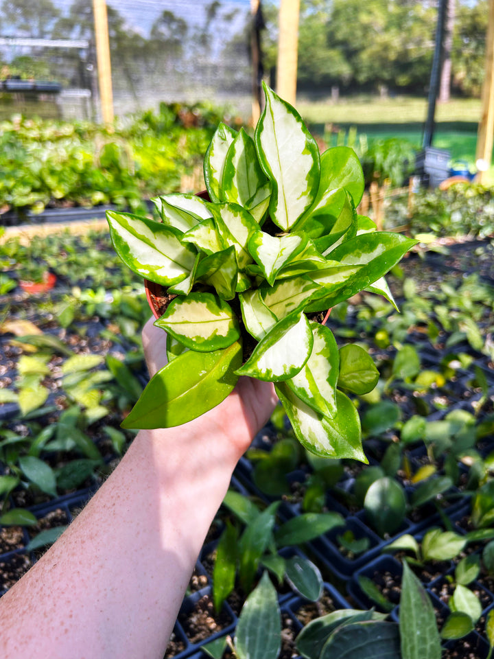 Hoya Carnosa Krimson Princess, Variegated Hoya Plant, Pet Safe, Live Houseplant, Wax Plant, Exotic Tropical Plant