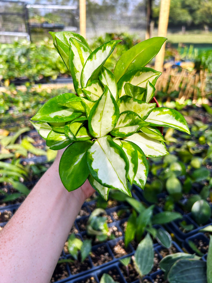 Hoya Carnosa Krimson Princess, Variegated Hoya Plant, Pet Safe, Live Houseplant, Wax Plant, Exotic Tropical Plant