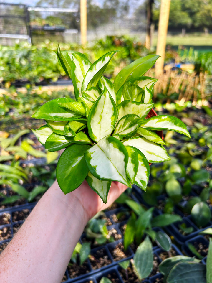Hoya Carnosa Krimson Princess, Variegated Hoya Plant, Pet Safe, Live Houseplant, Wax Plant, Exotic Tropical Plant