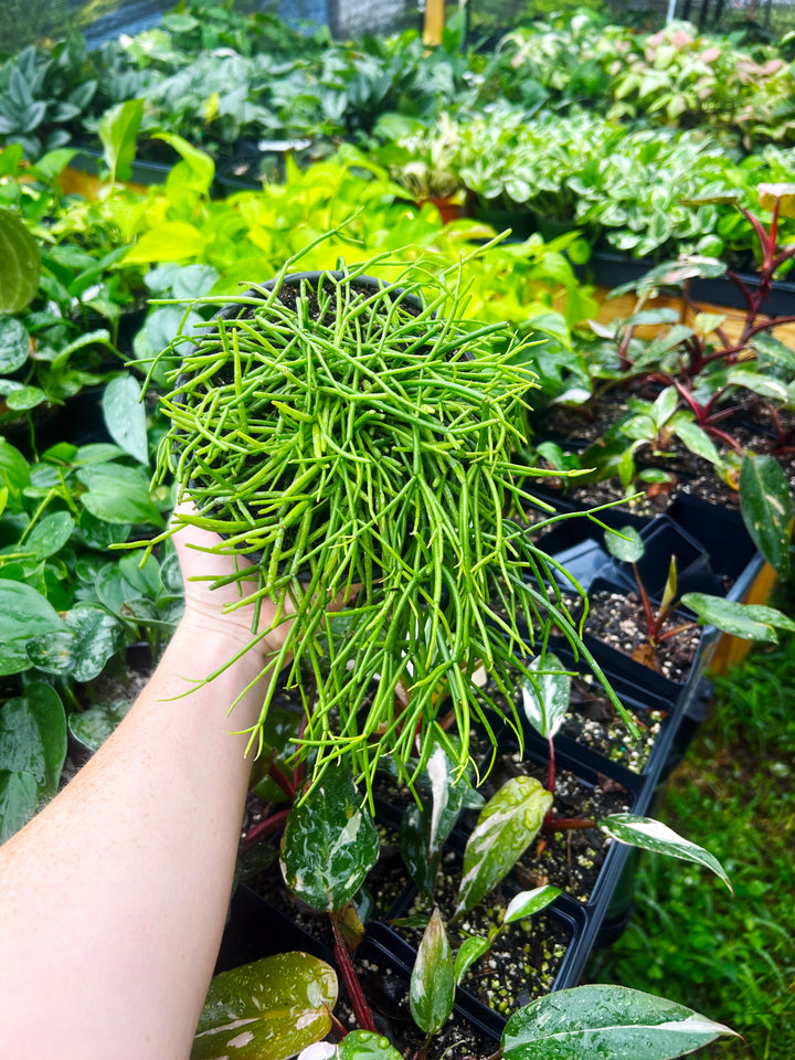 Rhipsalis Baccifera, Mistletoe Cactus, Trailing Cactus Plant, Tropical Cactus Plant