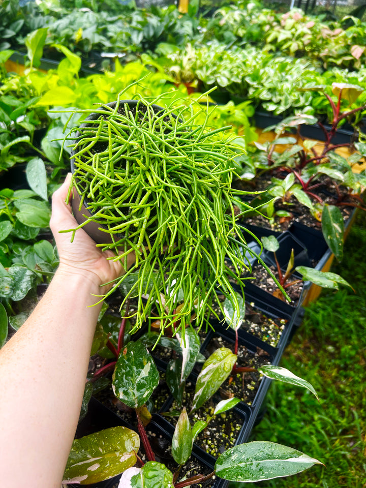Rhipsalis Baccifera, Mistletoe Cactus, Trailing Cactus Plant, Tropical Cactus Plant