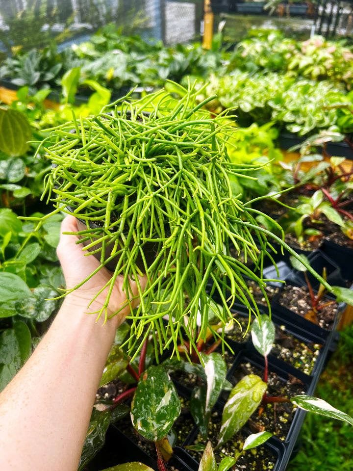 Rhipsalis Baccifera, Mistletoe Cactus, Trailing Cactus Plant, Tropical Cactus Plant