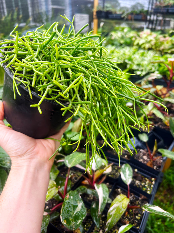 Rhipsalis Baccifera, Mistletoe Cactus, Trailing Cactus Plant, Tropical Cactus Plant