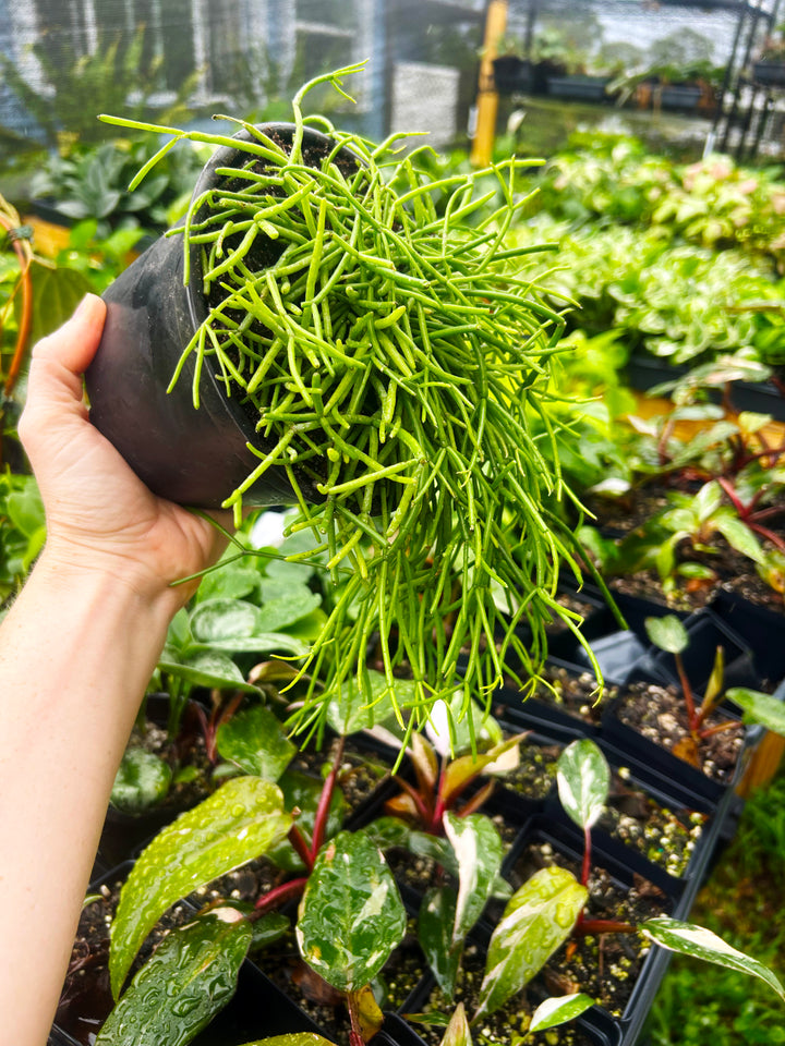 Rhipsalis Baccifera, Mistletoe Cactus, Trailing Cactus Plant, Tropical Cactus Plant