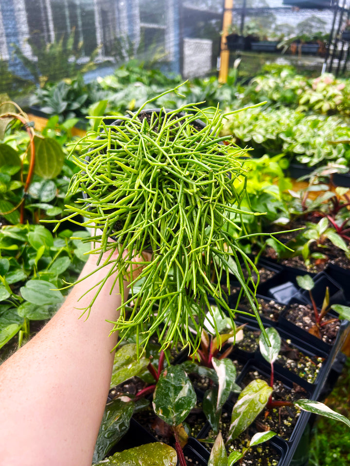Rhipsalis Baccifera, Mistletoe Cactus, Trailing Cactus Plant, Tropical Cactus Plant