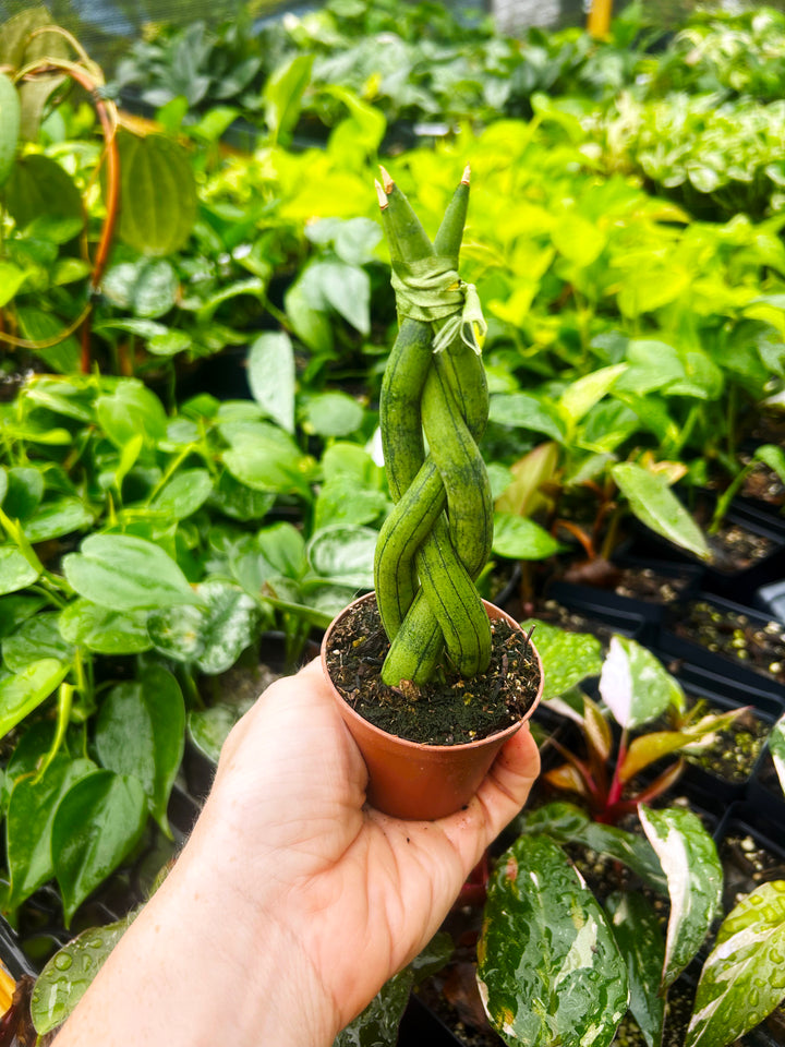 Braided Sansevieria Cylindrica, Dragon Fingers Sansevieria, Snake Plant, Air Purifying Plant, Housewarming gift