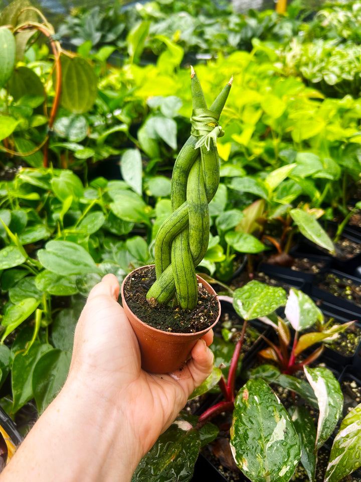 Braided Sansevieria Cylindrica, Dragon Fingers Sansevieria, Snake Plant, Air Purifying Plant, Housewarming gift