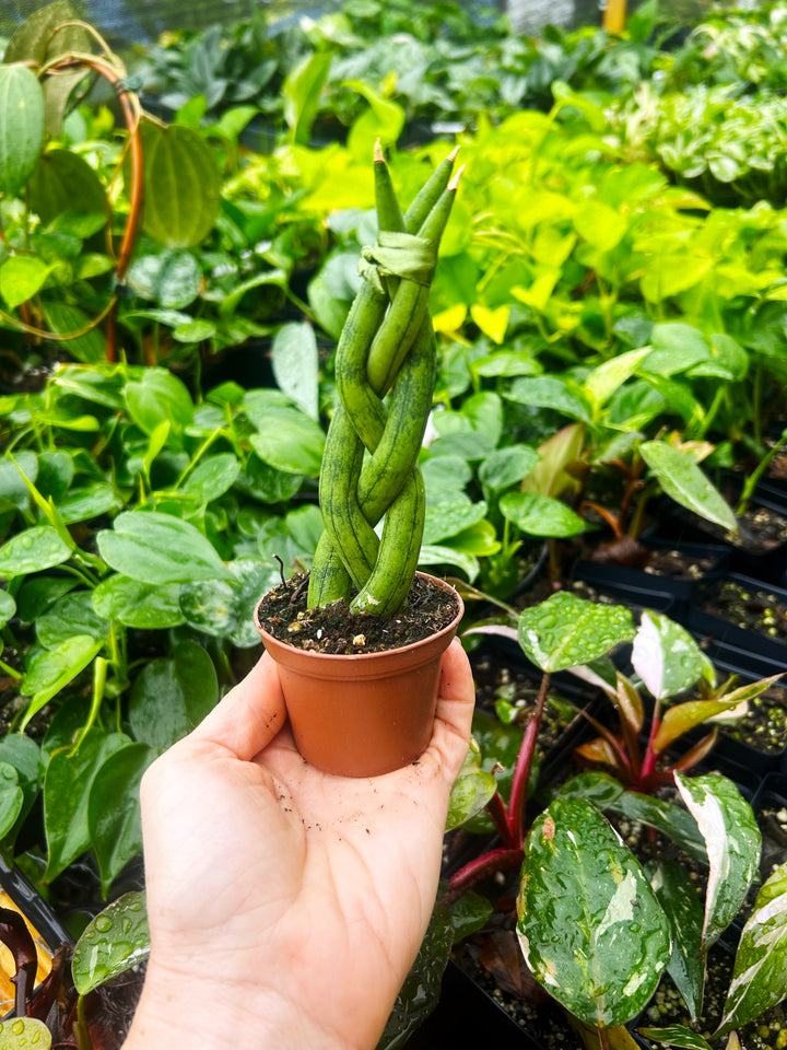 Braided Sansevieria Cylindrica, Dragon Fingers Sansevieria, Snake Plant, Air Purifying Plant, Housewarming gift
