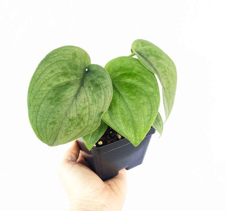 Scindapsus Silver Hero