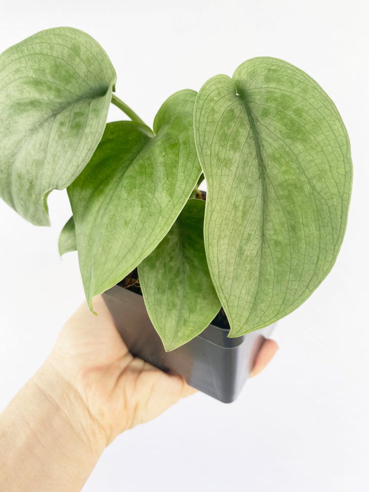 Scindapsus Silver Hero