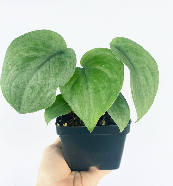 Scindapsus Silver Hero