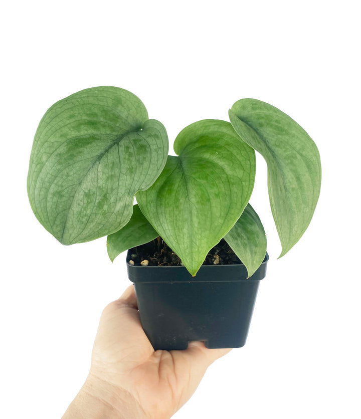Scindapsus Silver Hero
