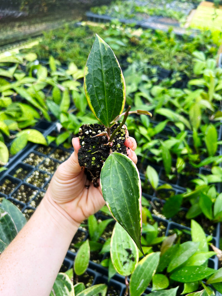 Hoya Macrophylla Variegated