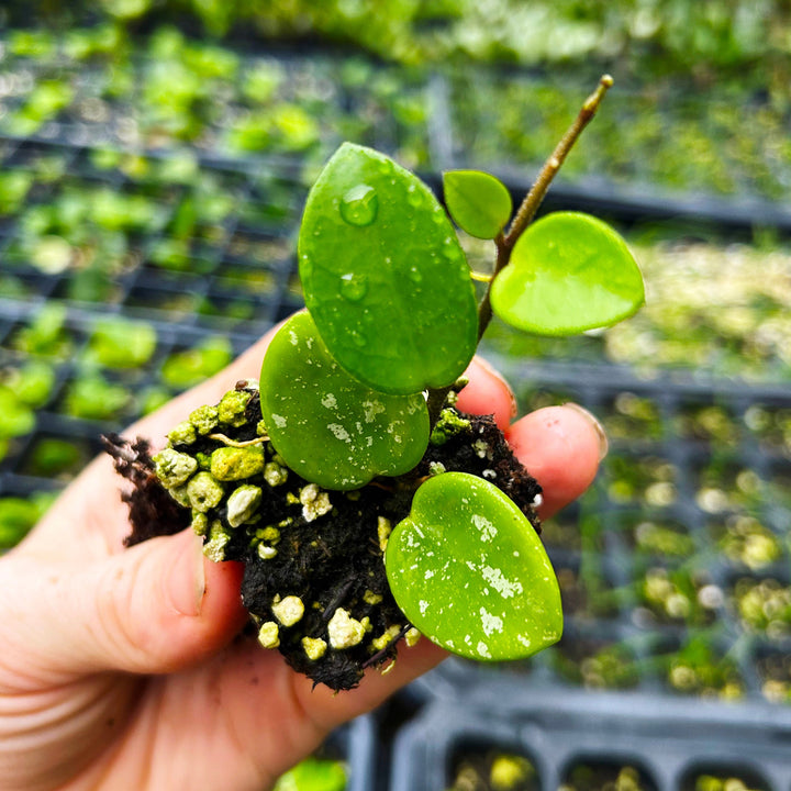 Hoya Mathilde